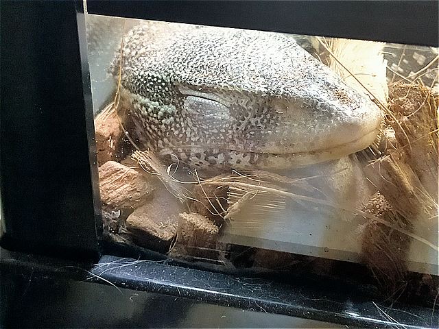 ヤルさん④